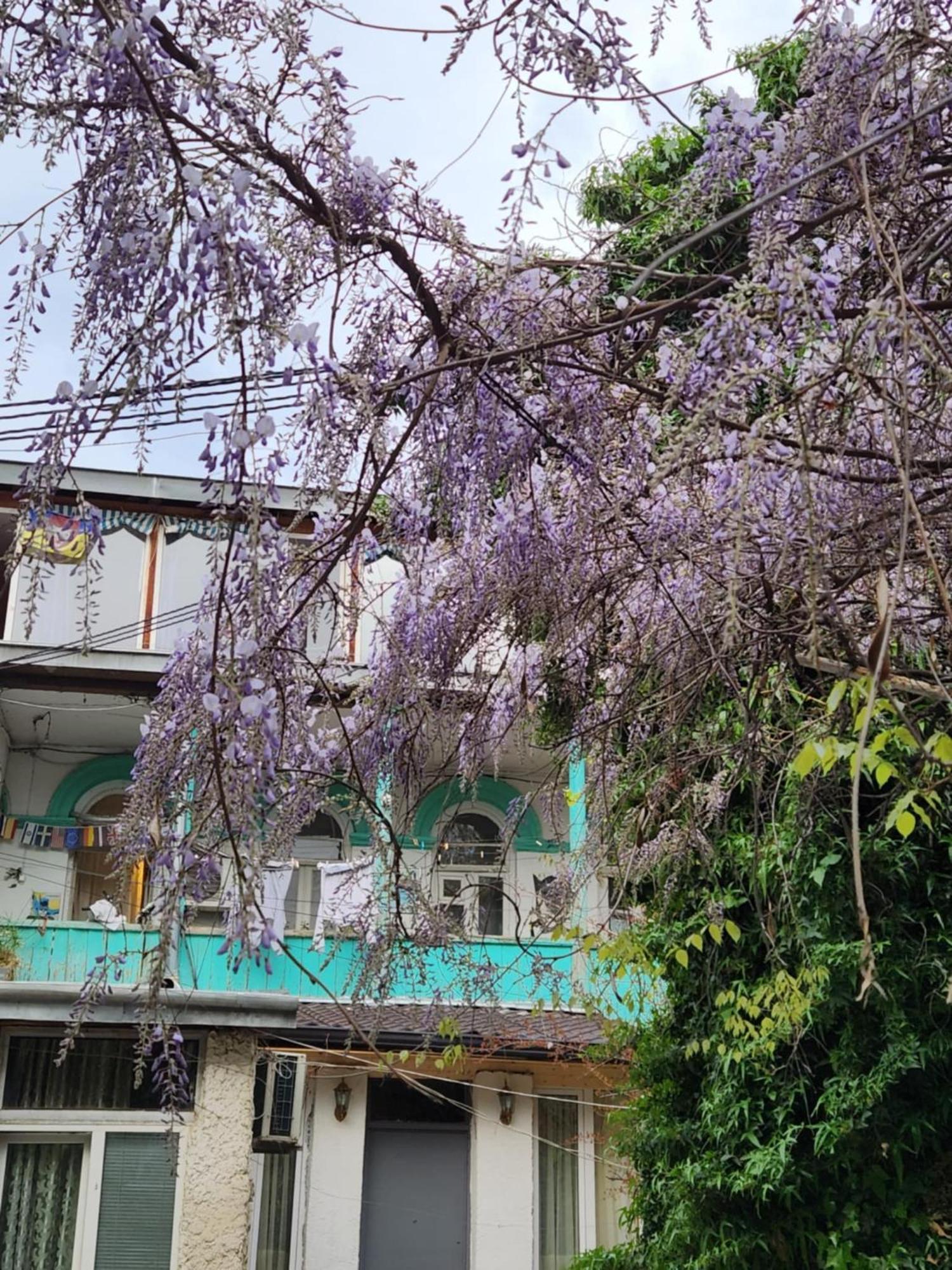 Green Stairs Guest House Тбилиси Екстериор снимка